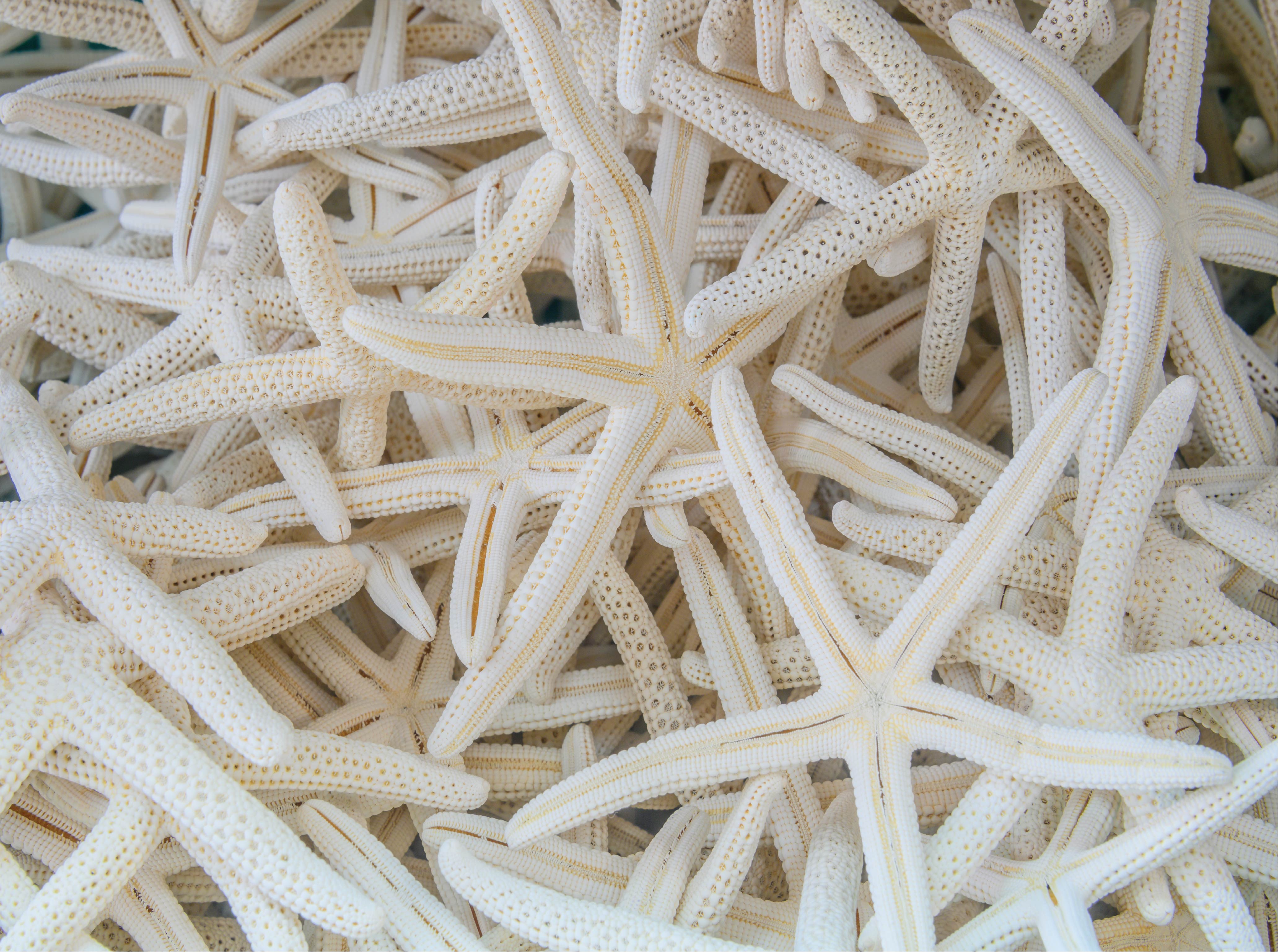 Image of Stressful Starfish: The Ultimate Challenge for Puzzle Enthusiasts