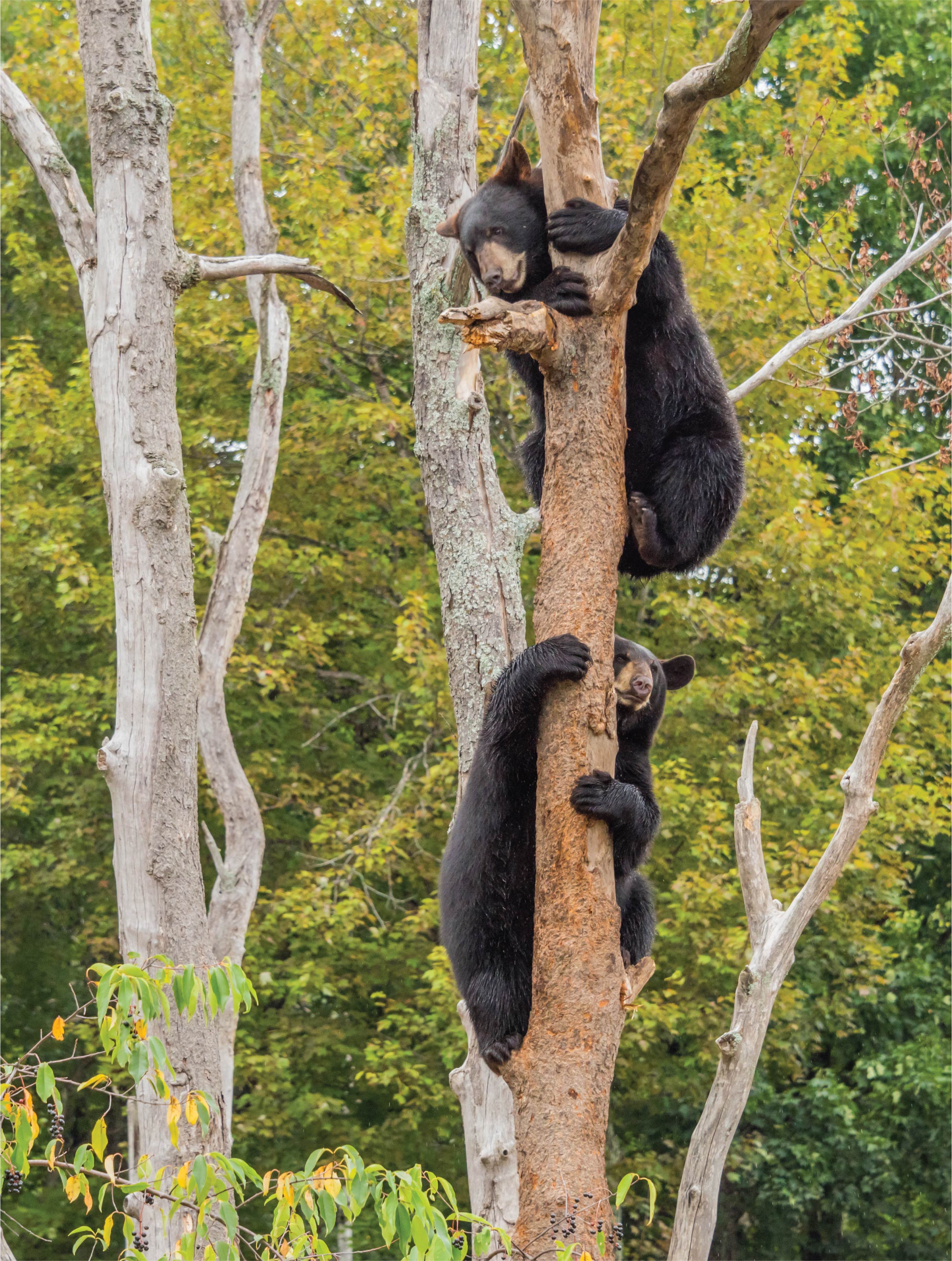Image of Climbing Cubs: The Day I Almost Got Mauled (But Not Really)