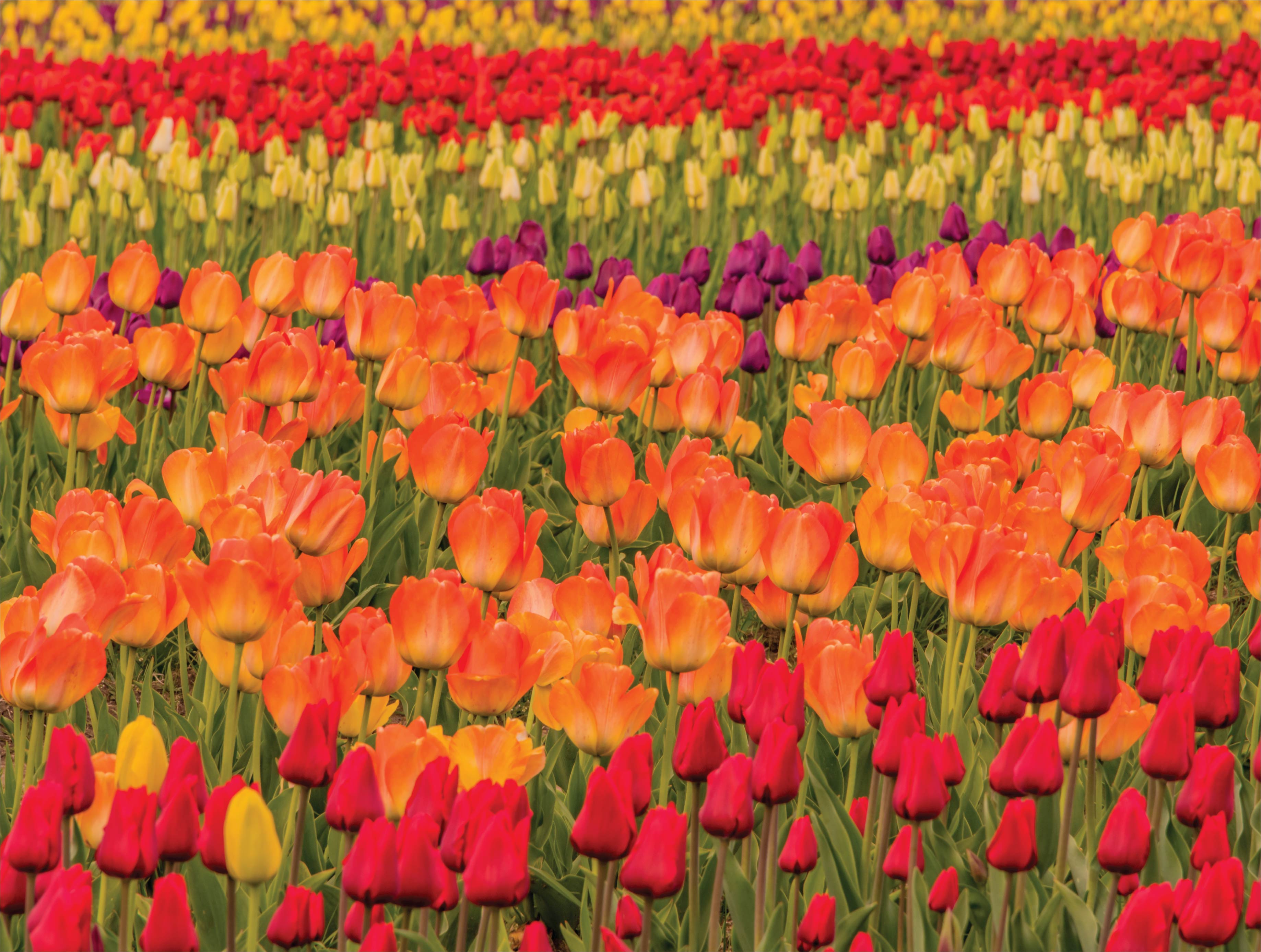 Image of Tulips in Bloom: A Springtime Journey Through Holland, Michigan