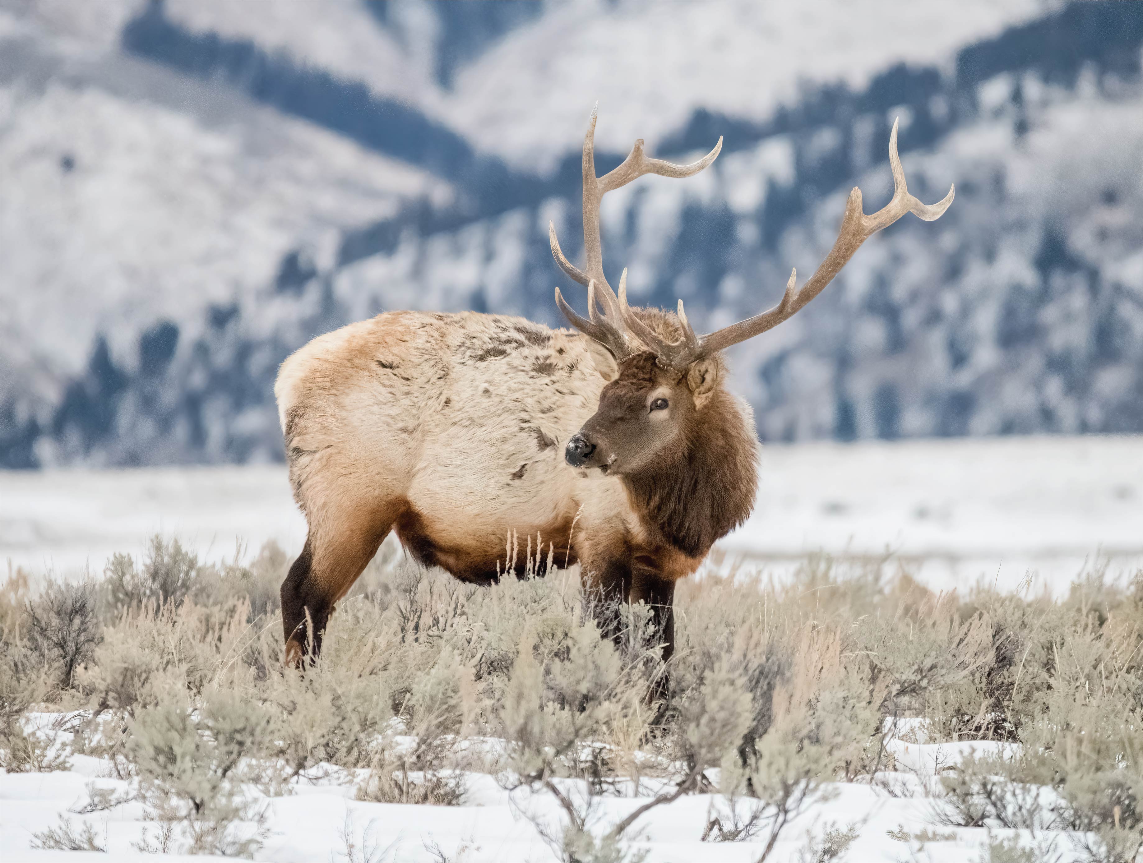 Image of The Elk: A Winter Sentinel of Yellowstone
