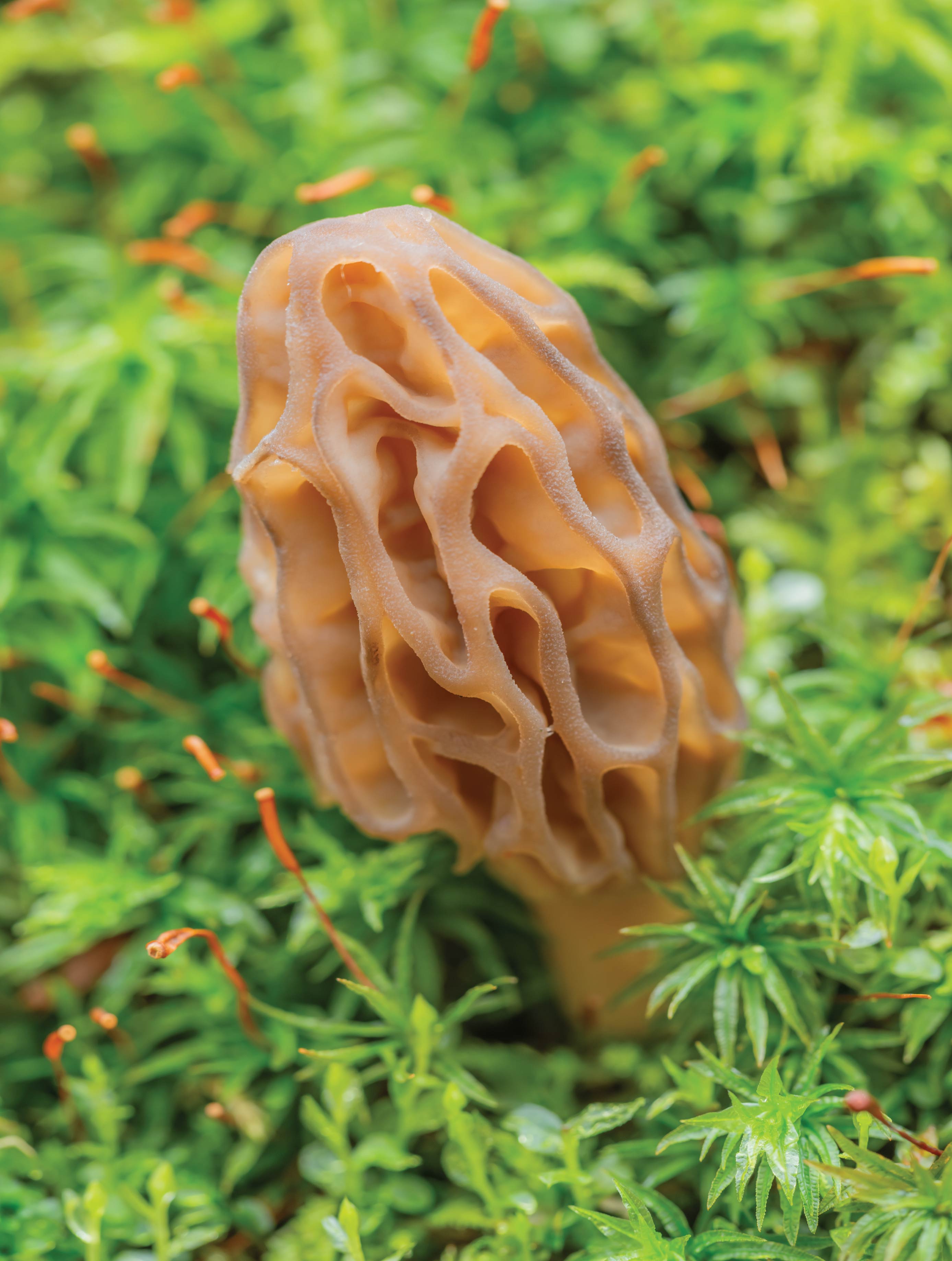 Image of The Fascinating World of Morels: An Adventure with Phil Stagg