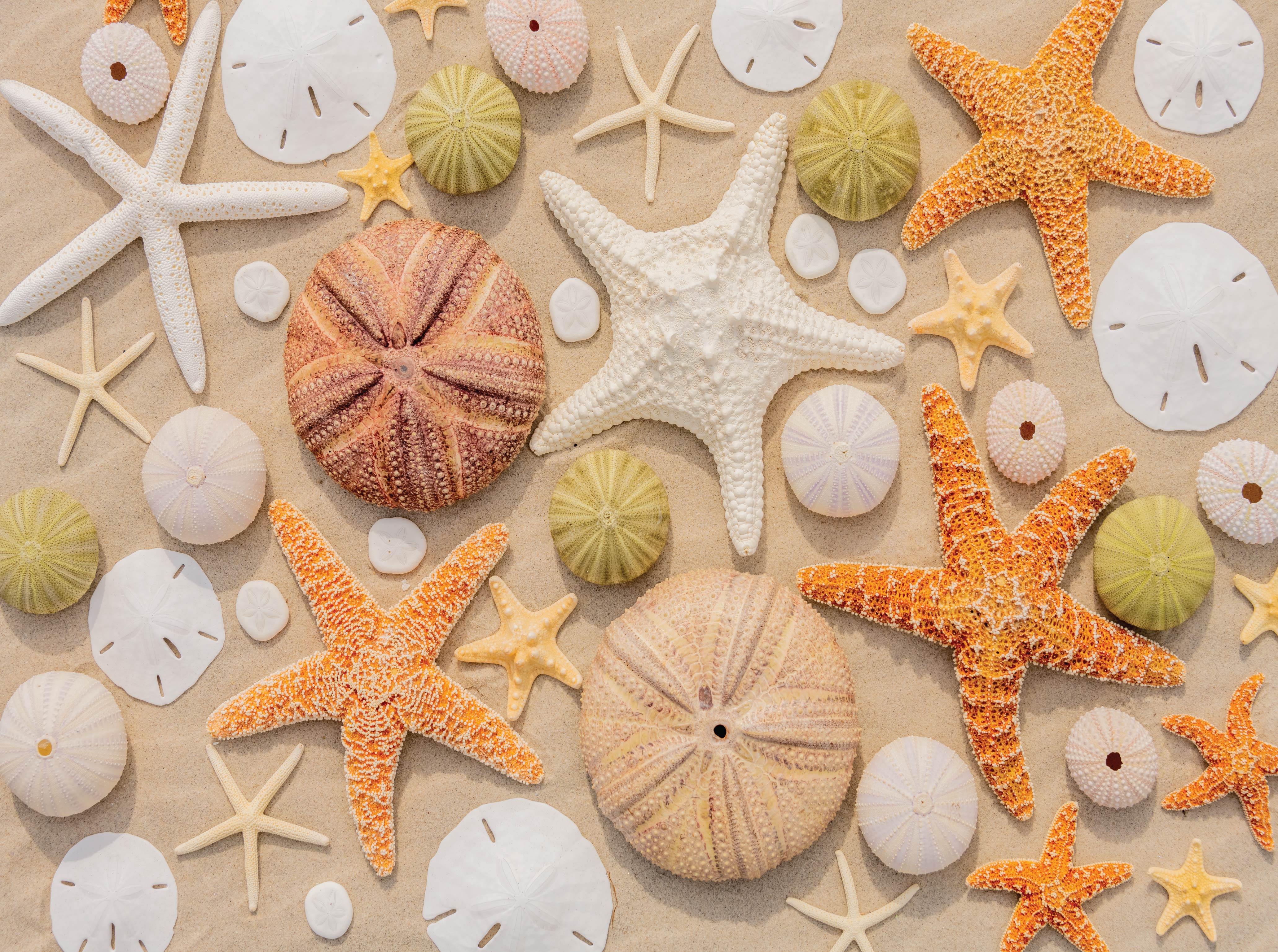 Image of Hawaii Jigsaw Puzzles