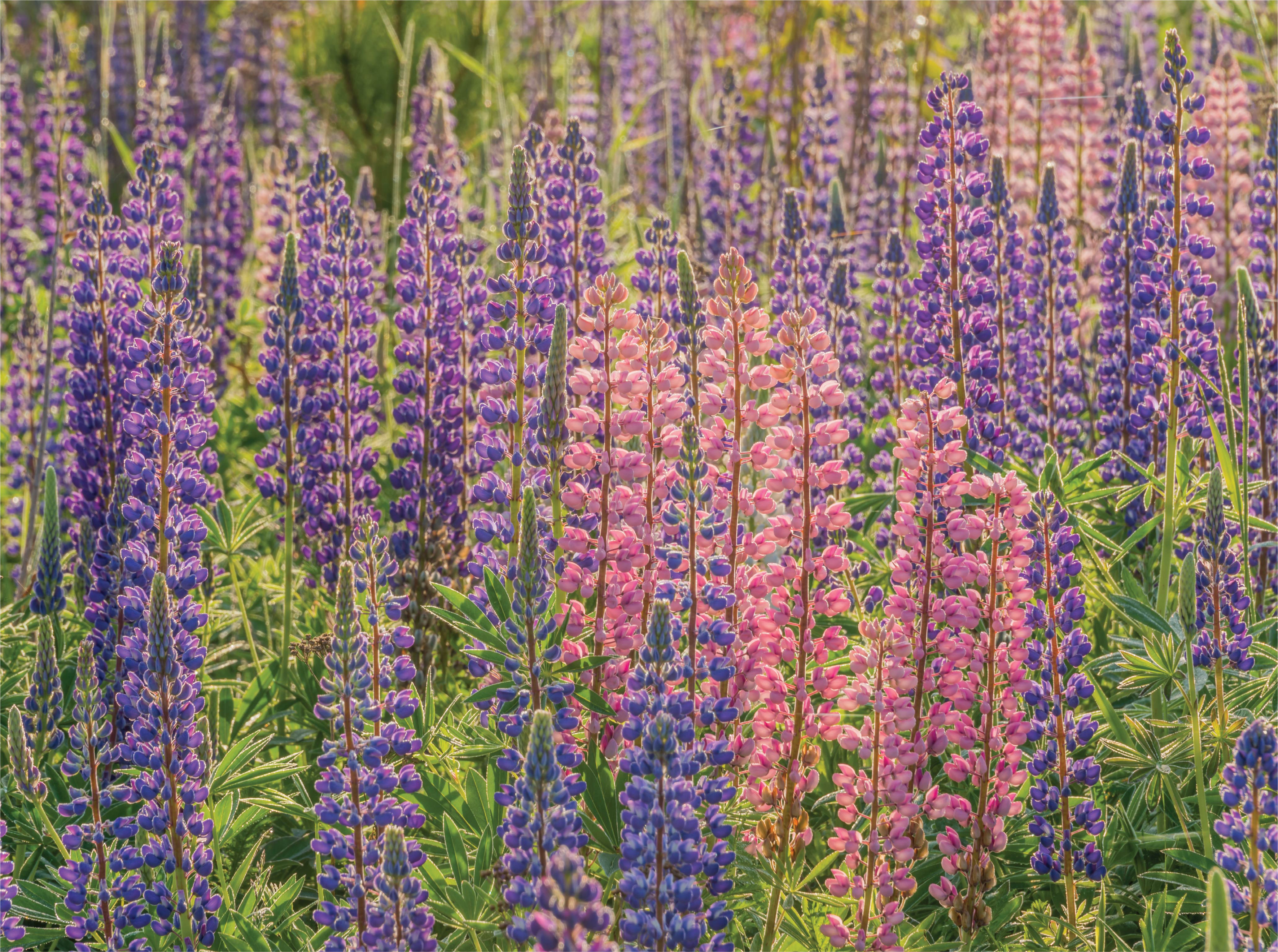 Image of Illinois Jigsaw Puzzles
