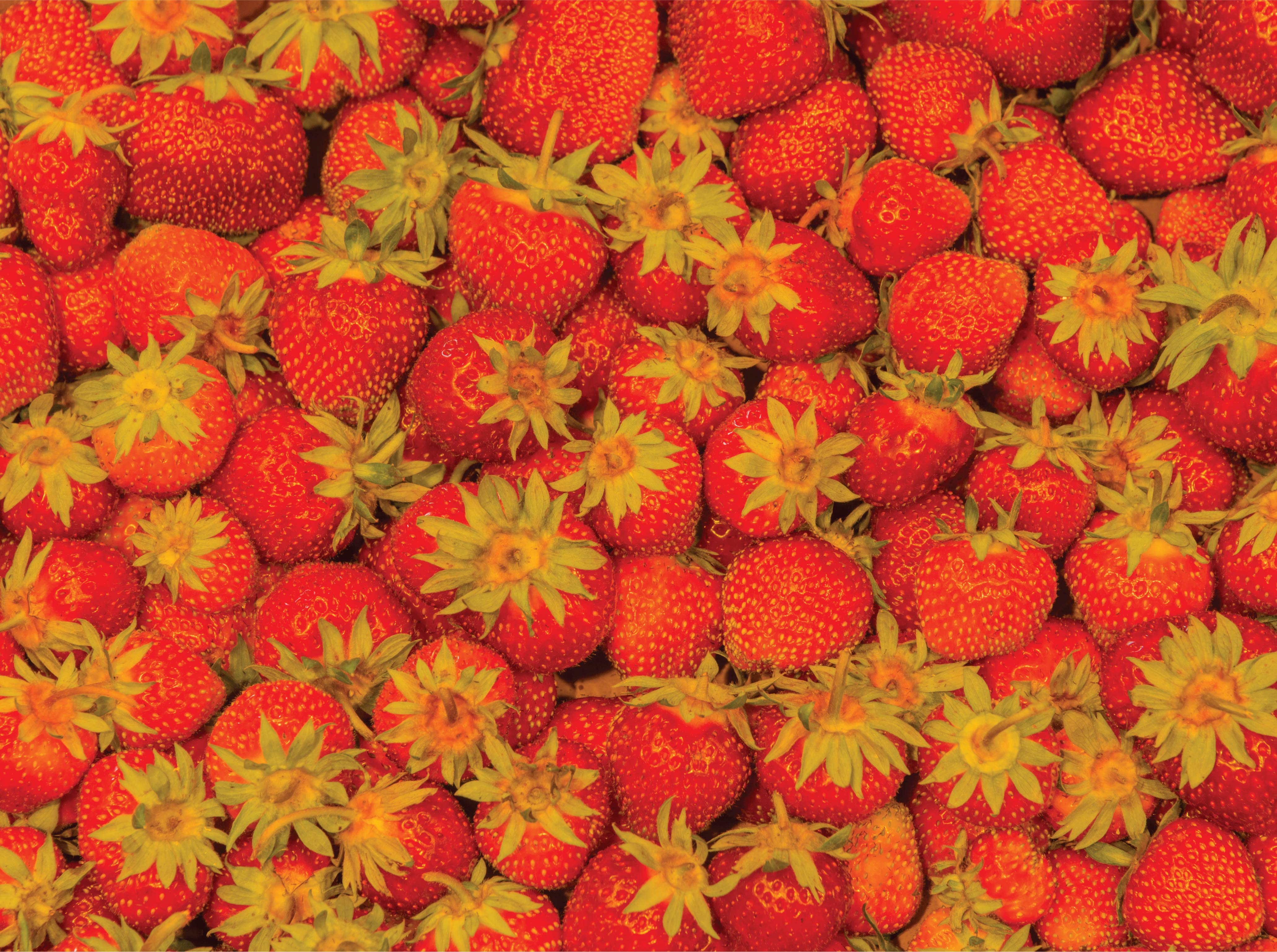 Image of Nevada Jigsaw Puzzles