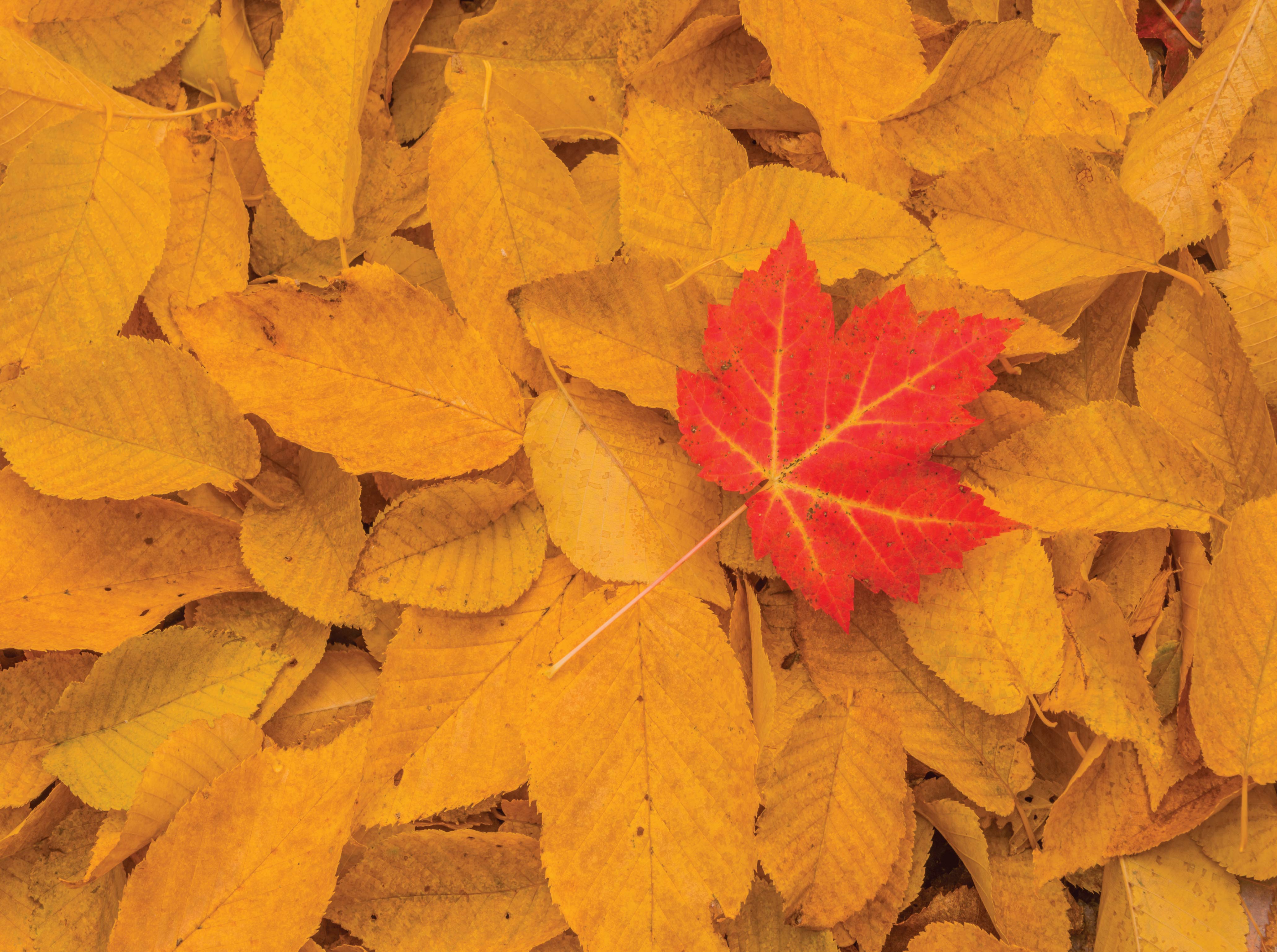 Image of Maryland Jigsaw Puzzles