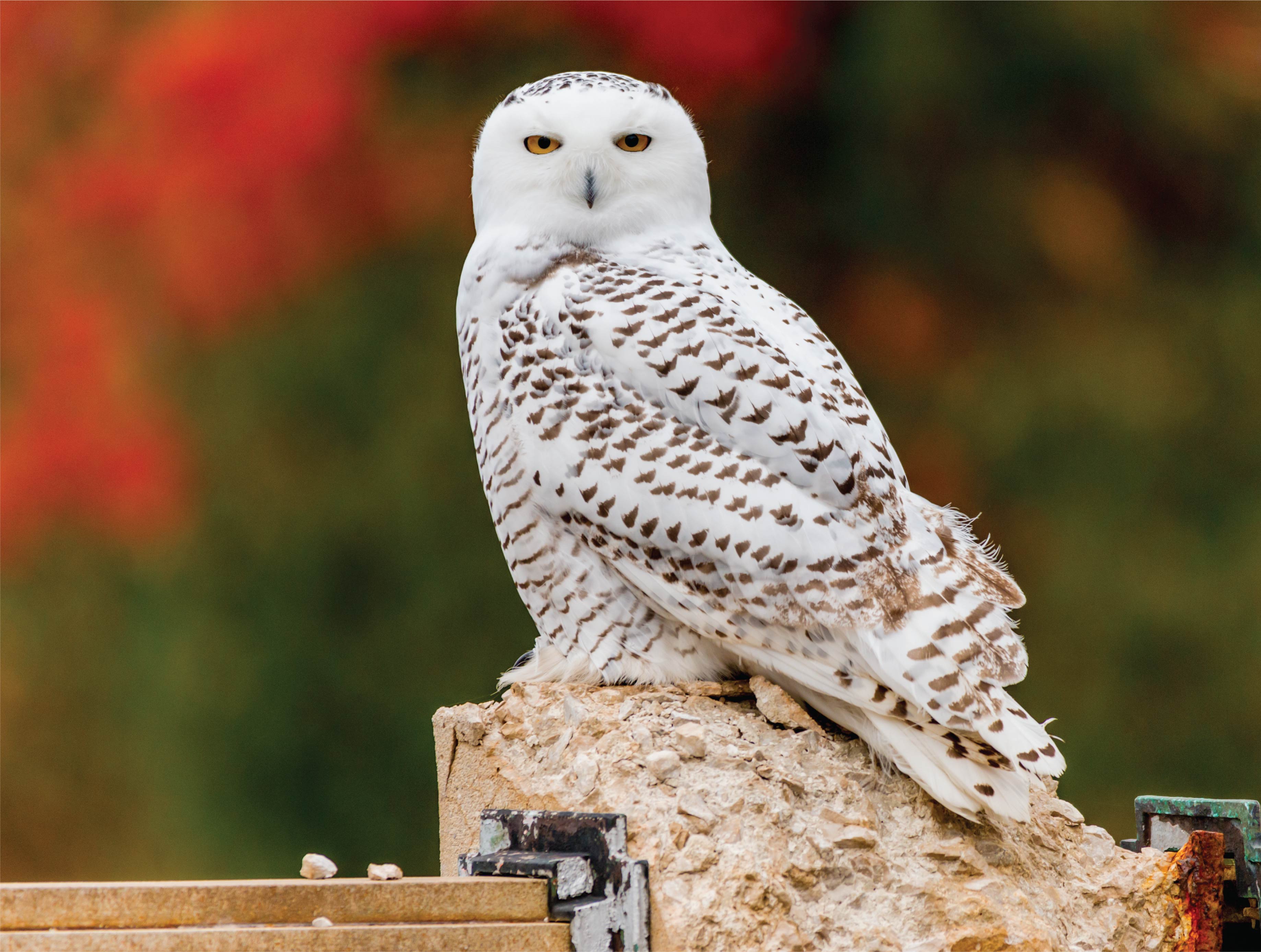 Image of Iowa Jigsaw Puzzles