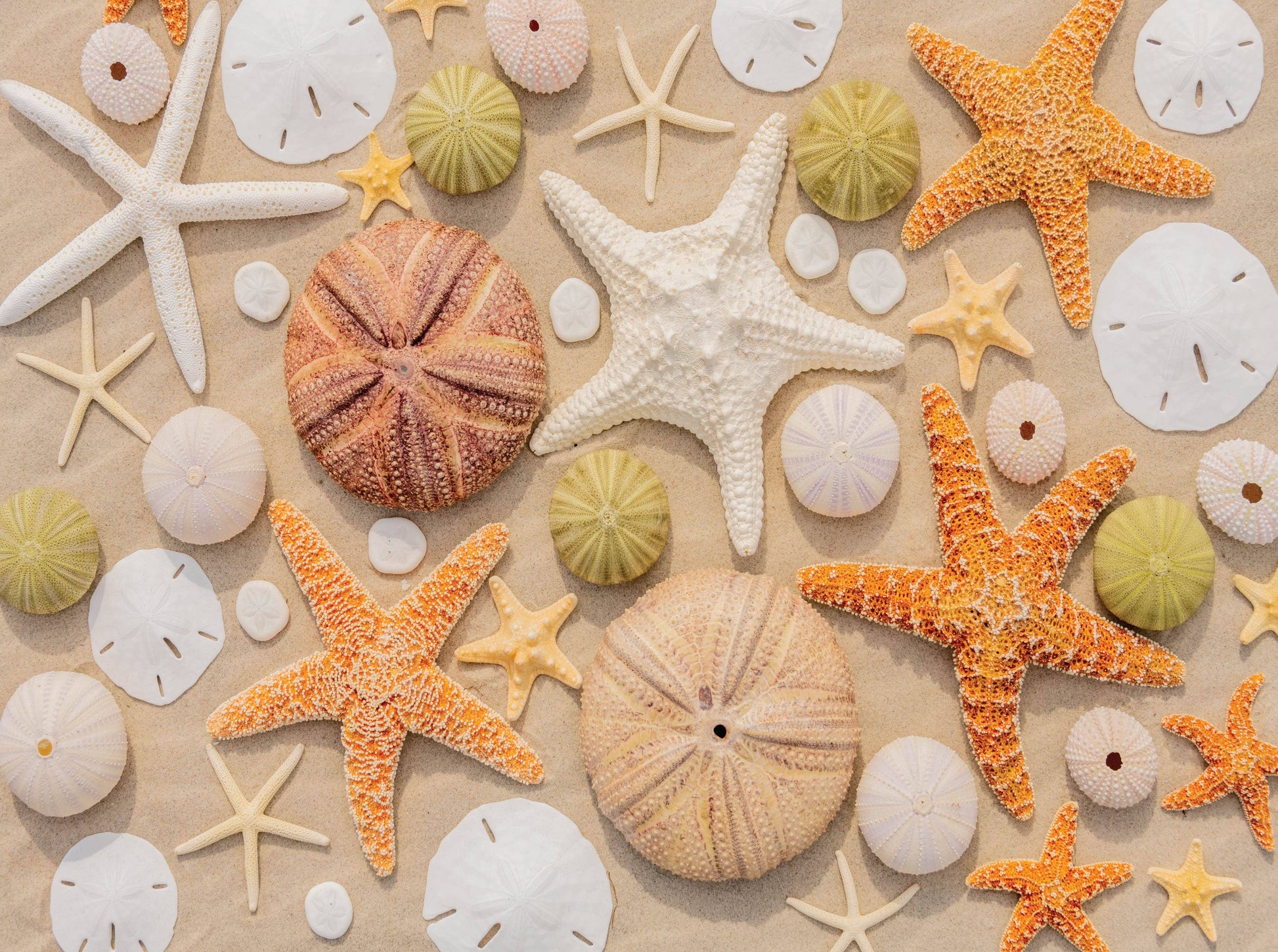 Seashore Seashells - 1000 Piece Puzzle