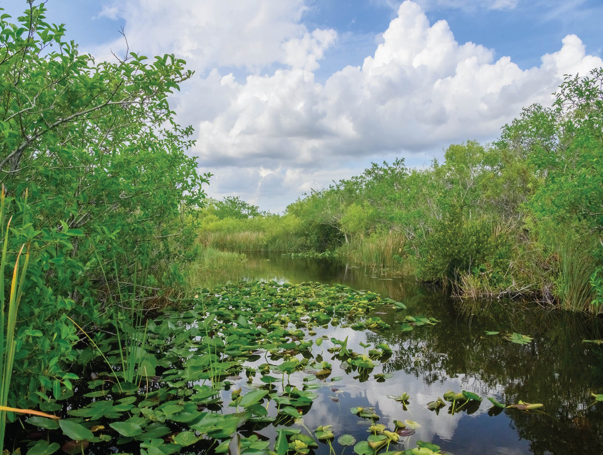 Everglades Waterway with lily pads and other greenery on a partly cloudy spring day down in Everglades National Park in Florida, USA.