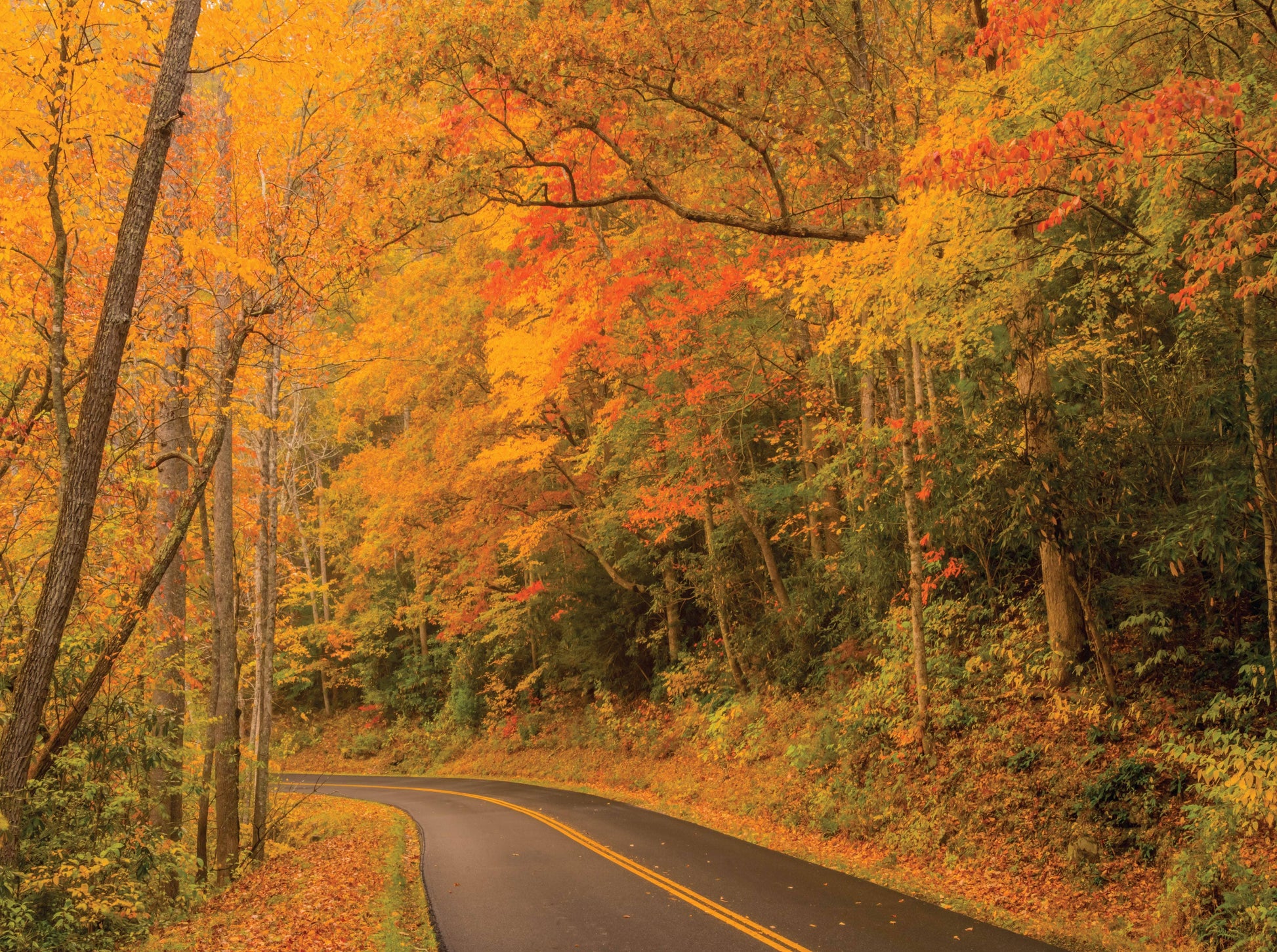 Autumn Drive - 1000 Piece Puzzle