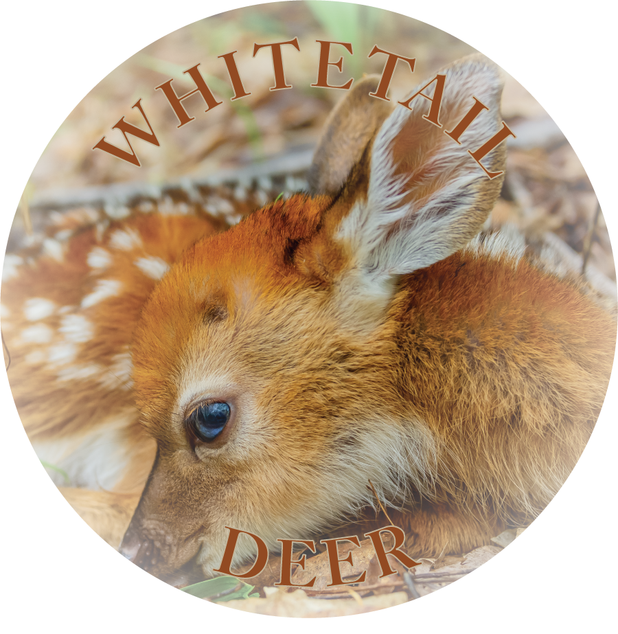 WHITETAIL DEER - FLEXIBLE MAGNET