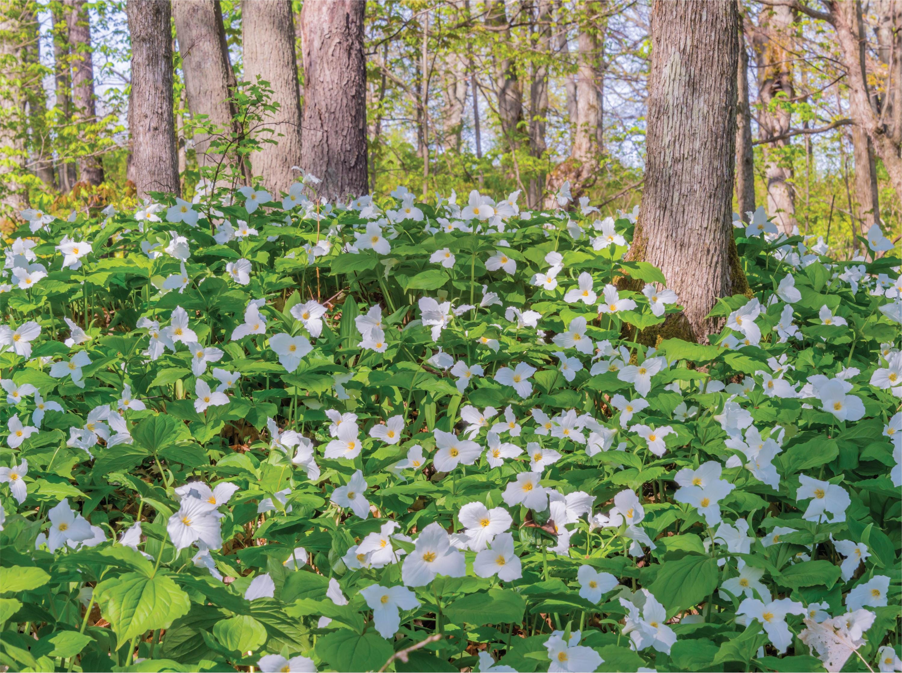 MI Puzzles by Phil Stagg Photography